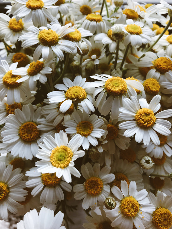 Embrace Serenity: The Importance of Starting Your Day with Chamomile